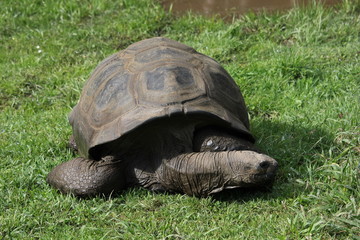 Giant tortoise in the grass