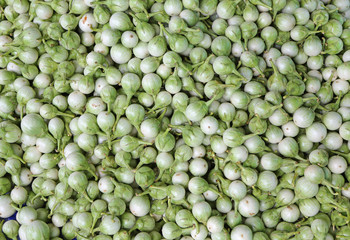 group of many eggplants, green eggplant background