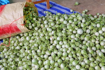 group of many eggplants, green eggplant