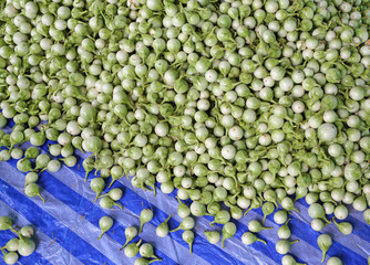 group of many eggplants, green eggplant