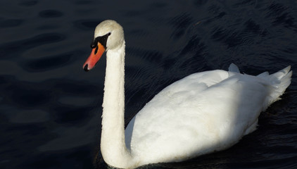 Swan
