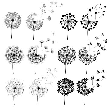 Abstract Dandelions for spring season