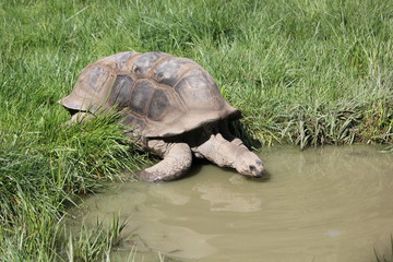 Giant tortoise entering muddy puddle