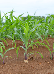 Corn field