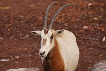 シロオリックス