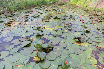 The lotus pond. There are a lot of lotus leaves