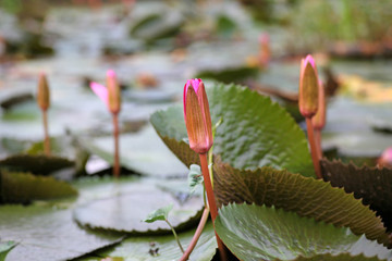 Beautiful Bud lotus flower in water