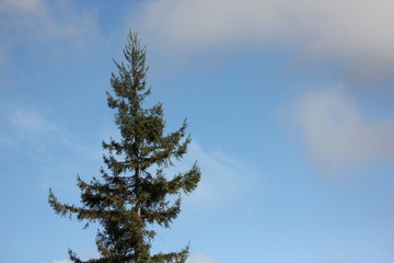Tall tree on a blue sky with clouds
