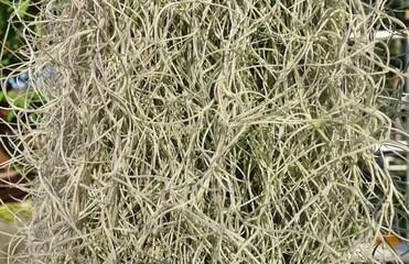 Tillandsia usneoides or spanish moss