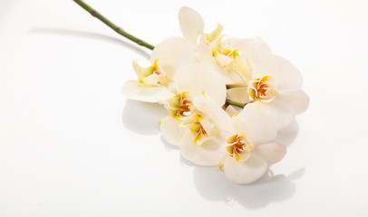 Fototapeta na wymiar White orchid on white background