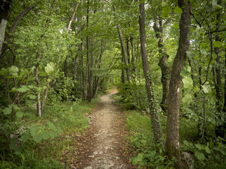 woodland path