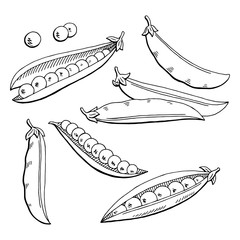Pea graphic black white isolated sketch illustration vector
