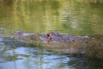 Alligator sneaking through the water