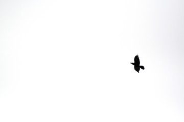 Obraz na płótnie Canvas Flying Bird