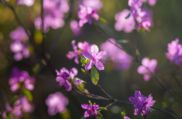 Fototapeta na wymiar The branches with purple flowers