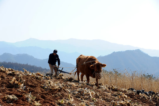 Plowing by a cow