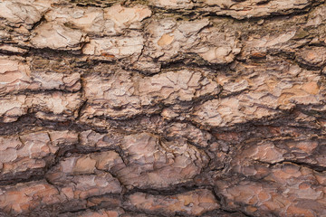 The bark of a tree
