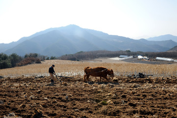 Plowing by a cow