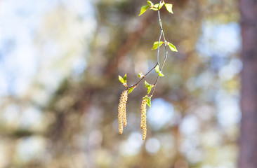 The small tree sprout