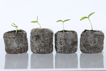  seedling. Peat tablets with green sprouts  On a light background