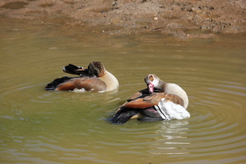 Egyptian geese cleaning themselves in the water