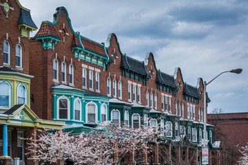 Cherry blossoms and row houses on Calvert Street in Charles Village, Baltimore, Maryland. - obrazy, fototapety, plakaty