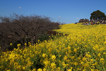 吾妻山の菜の花