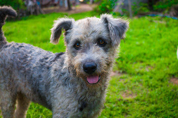 Dog playing outside smiles.