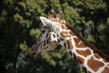 Close up of giraffe head and neck