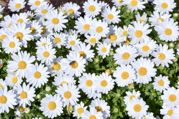 Marguerite