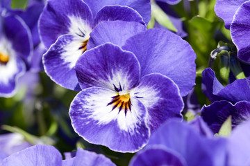 Viola mandshurica
