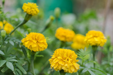 Marigold flowers in the garden near.