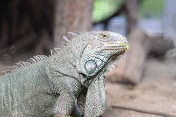 Portrait of big iguana on nature background.