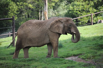 Fototapeta premium Large African Elephant in the safety of an enclosure