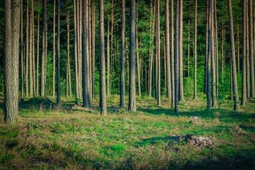 Fototapeta premium Pine forest with felled tree stumps in Latvia