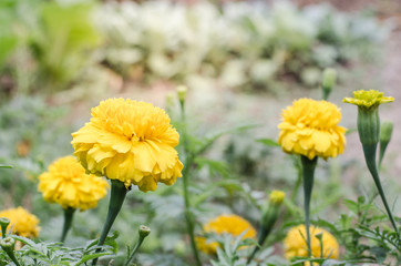 Marigold flowers in the garden near.
