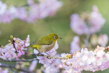 河津桜とメジロ(japanese white-eye)