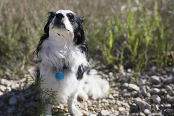 Cute Dog Enjoying the Sun