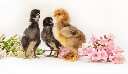 Easter background with cute, funny baby chicks