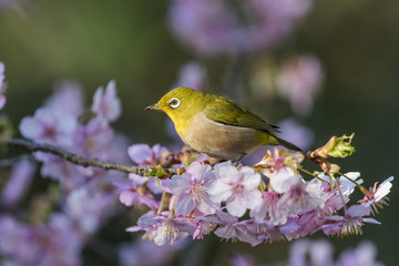 河津桜とメジロ(japanese white-eye)