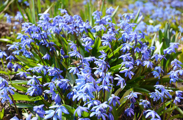 Blooming Blue scilla or Siberian Squill (Scilla siberica) with first honey bees. Selective focus.