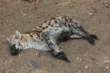 Sleeping hyena