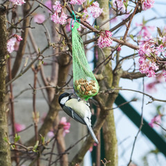 Meise holt sich N&uuml;sse