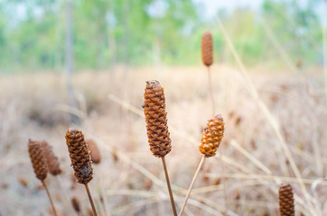 Xyridaceae In the drought season, Brown