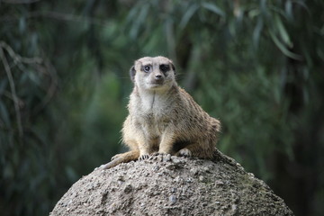 Meerkat at attention, watching for predators 