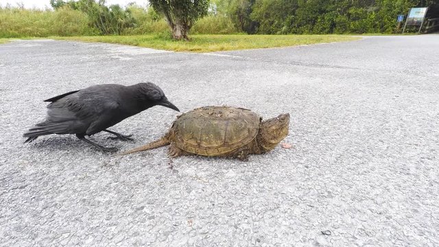 Corvus cleans the shell of a snapping turtle (Chelydra serpentina osceola) at Evergaldes National park in Florida, USA.