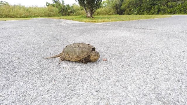 Snapping turtle (Chelydra serpentina osceola) at Evergaldes National park in Florida, USA.