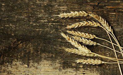 The ears of wheat.