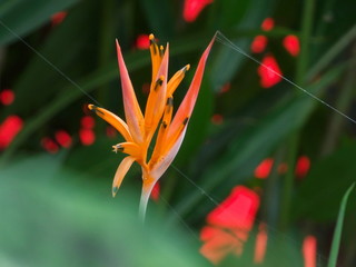 Obraz premium Flor Tropical