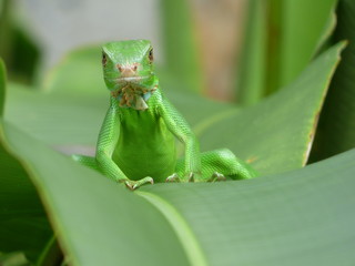 Iguana
